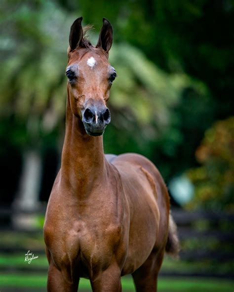 rojo arabians.